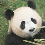 Google Panda