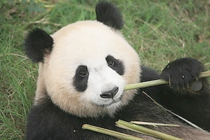 Panda FedEx Express Panda FedEx Express