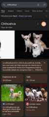 www.google.fr_search_q=chihuahua.png